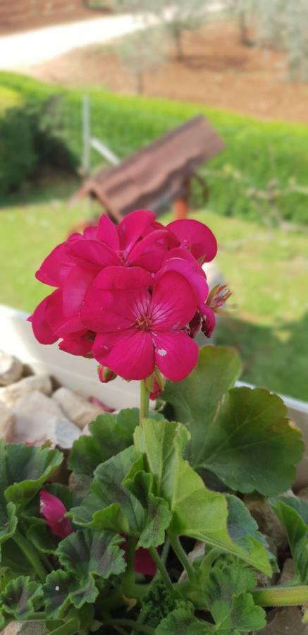 Apartma Jelka Novigrad  Luaran gambar